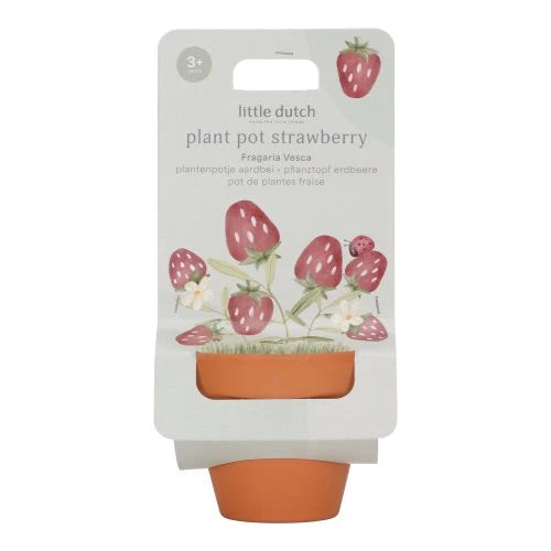 Kit à planter - Fraises