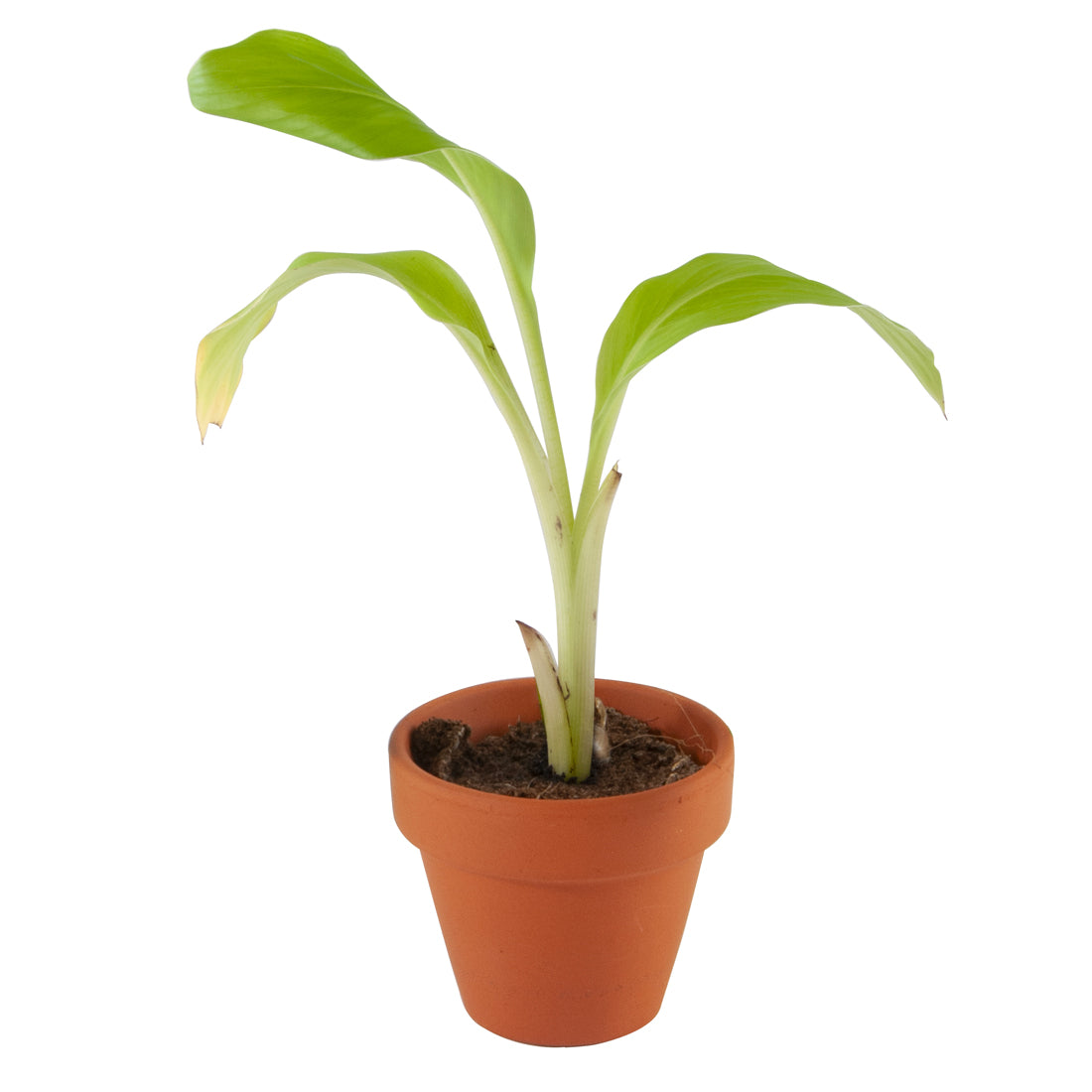 Pirate et son Bananier à semer