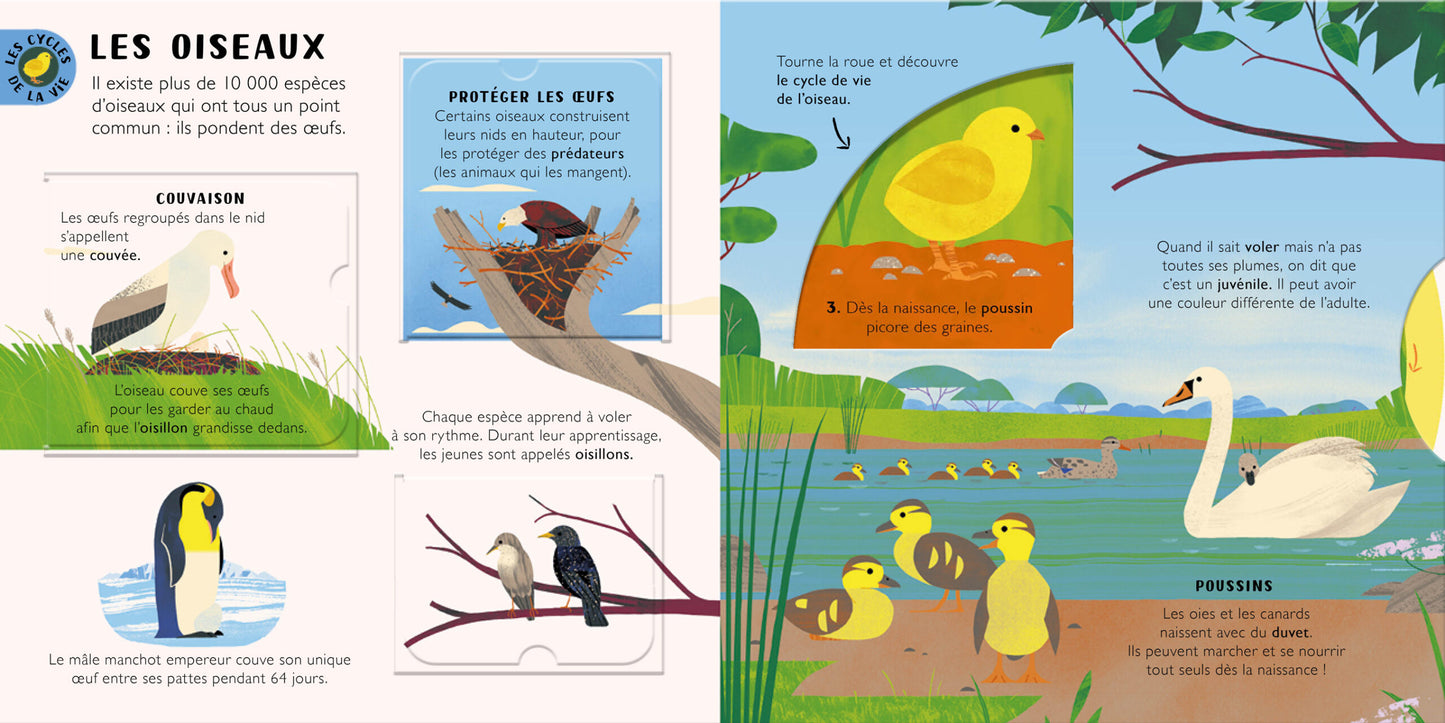 Les cycles de la vie – Animaux et plantes