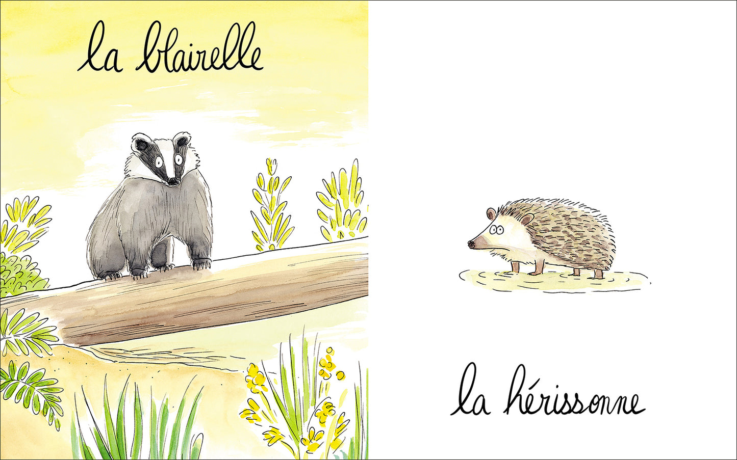 Lionne, lézarde, blairelle… L’imagier des femelles